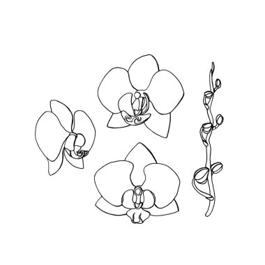el çizilmiş orkide çiçek. çiçek tasarım elemanı