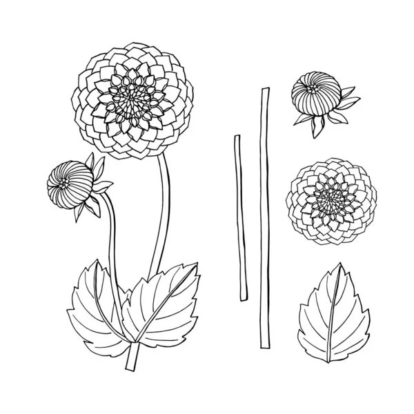 Hand getekende Dahlia bloem. floral design element — Stockvector