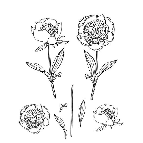 Ručně tažené Peony. květinové prvky designu — Stockový vektor