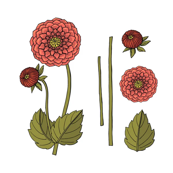 Hand drawn dahlia flower. floral design element — Stock Vector