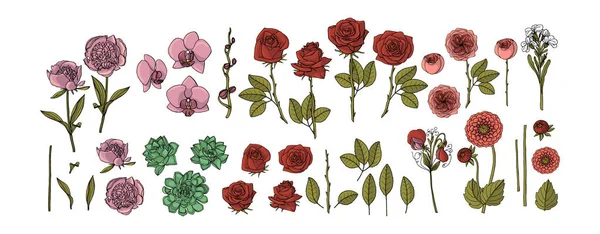 Coleção desenhada à mão de flores. rosas, peônia, suculento, orchi —  Vetores de Stock