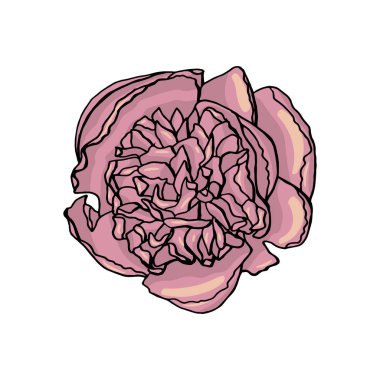 el çekilebilir şakayık çiçek. çiçek tasarım elemanı