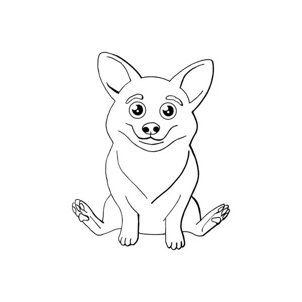 Corgi cão engraçado bonito. isolado em fundo branco . — Vetor de Stock