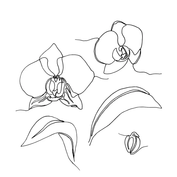 Ręcznie rysowany kwiat orchidei, jeden rysunek liniowy. — Wektor stockowy
