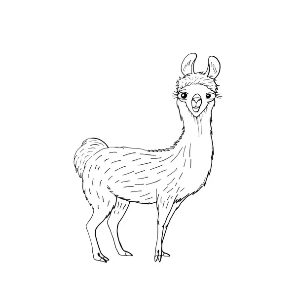 Lindo animal divertido llama marrón. aislado sobre fondo blanco . — Vector de stock