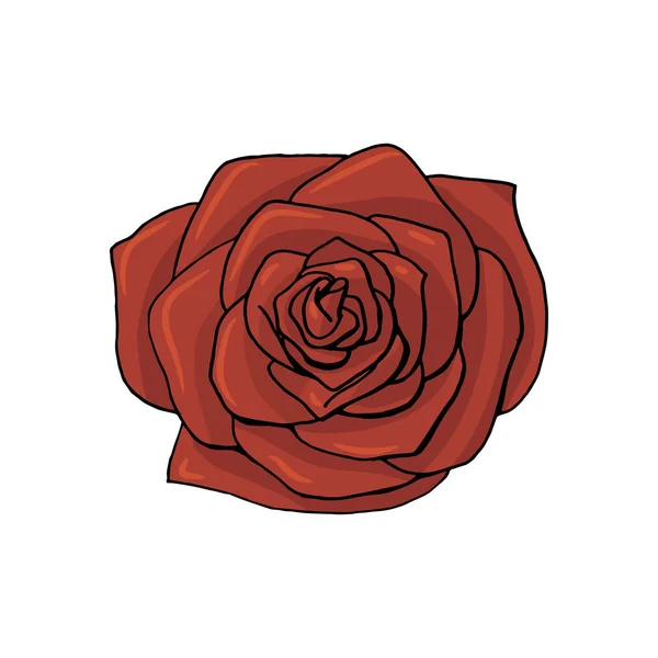 Hand getekend roos bloem. floral design element — Stockvector