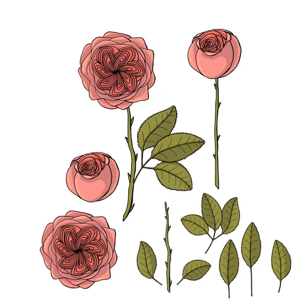 手绘花园玫瑰朱丽叶花。花卉设计元素 — 图库矢量图片