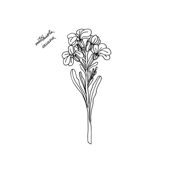 Hand drawn stock Matthiola flower. floral design element — Stock Vector