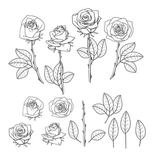 Flor de rosa dibujada a mano. elemento de diseño floral — Vector de stock