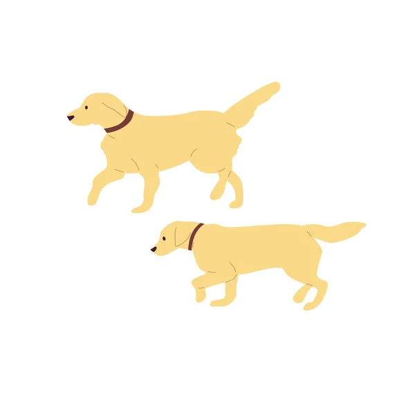 一套两只行走的拉布拉多猎犬。隔离在白色巴上 — 图库矢量图片