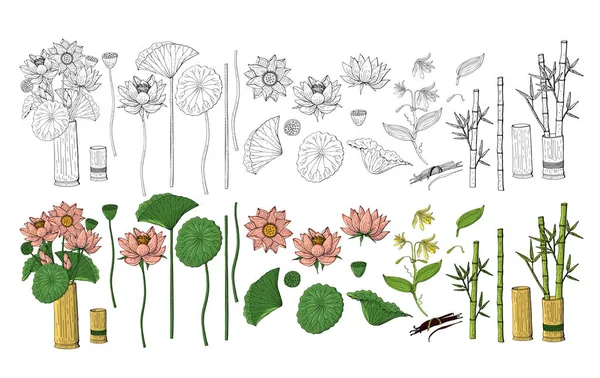 Gran conjunto de flores dibujadas a mano estilo garabato. Bambú, loto — Archivo Imágenes Vectoriales