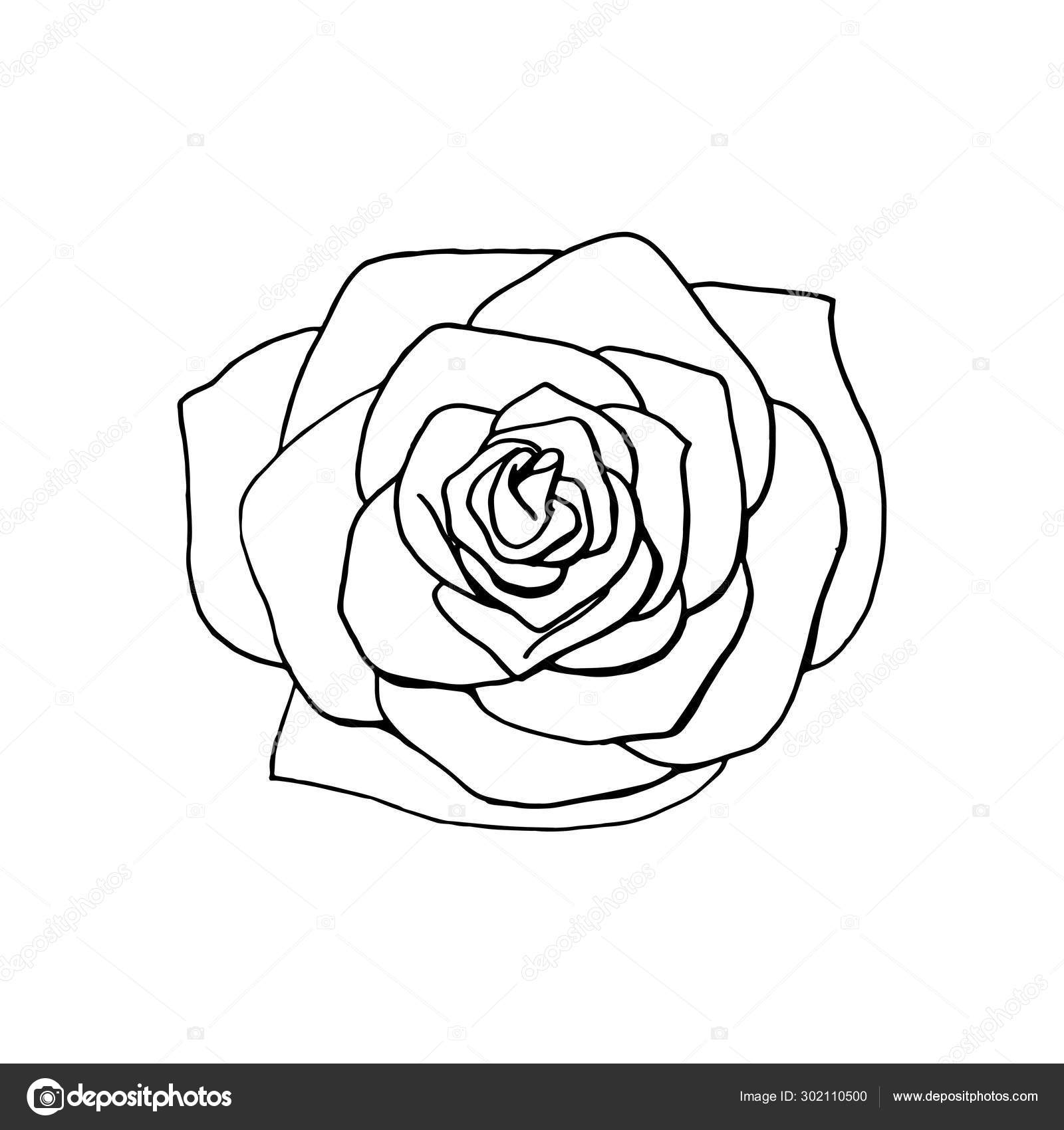 Роза вид сверху рисунок