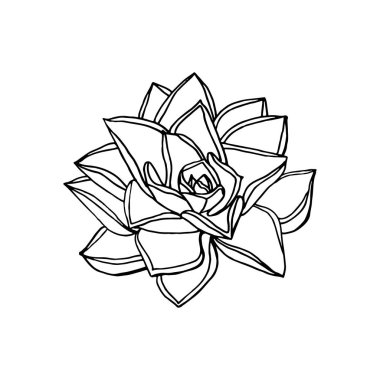 el çizilmiş çiçek succulent. çiçek tasarım elemanı