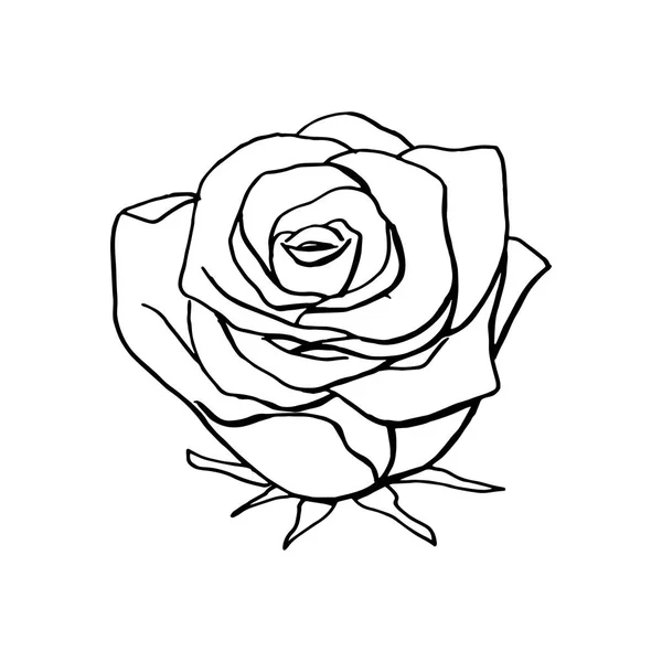 Mão desenhada rosa flor. elemento de design floral —  Vetores de Stock