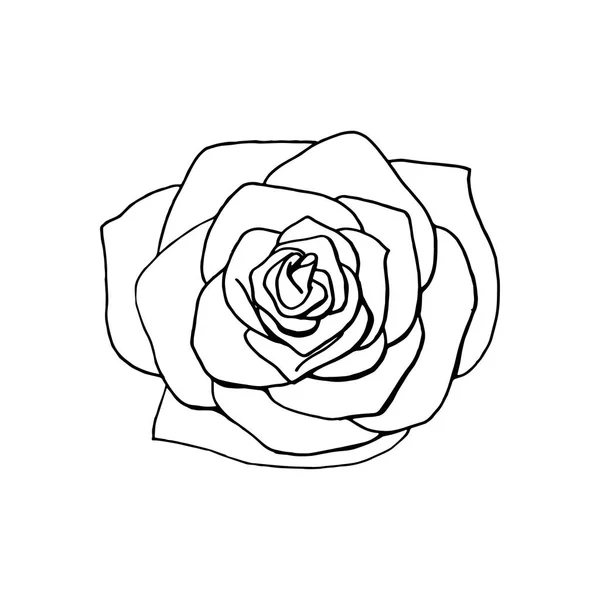 Fleur rose dessinée à la main. élément de design floral — Image vectorielle