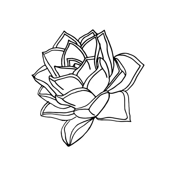El çizilmiş çiçek succulent. çiçek tasarım elemanı — Stok Vektör