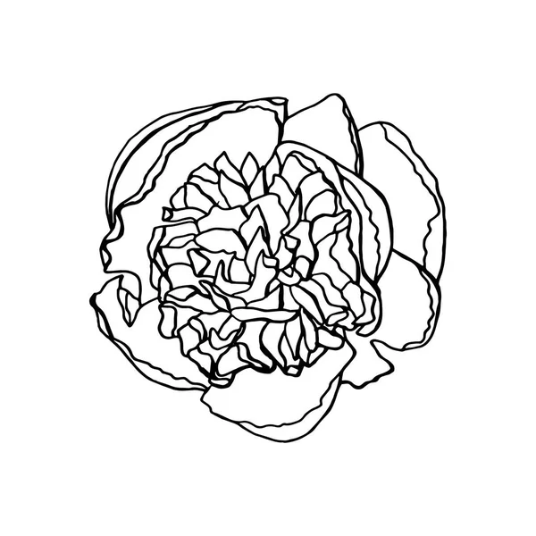 Hand drawn peony flower. floral design element — Stock Vector