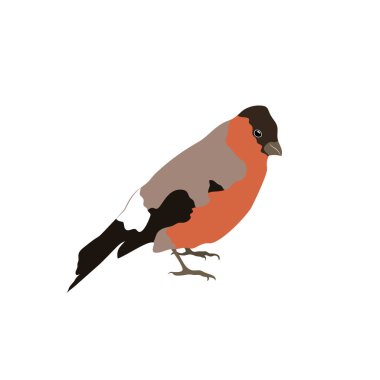 Beyaz arka plan üzerinde izole kapalı bir kuyruk ile Bullfinch. Stok vektörü