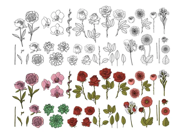 Stor uppsättning handritade Doodle stil blommor. Dhalia, Söt ärta, ros, pion — Stock vektor