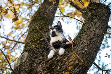 Genç oyuncu kedi sonbahar yapraklarıyla meşe ağacında oturuyor.
