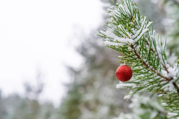 Decoração de Natal bolas vermelhas penduradas no ramo de abeto, pinho sob neve — Fotografia de Stock
