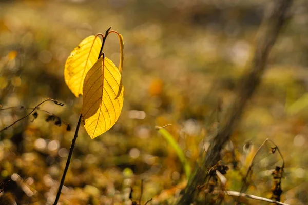 Atmosphärisch sonniger Herbsthintergrund, einzelner Ast mit Blatt und verschwommenem Hintergrund — Stockfoto