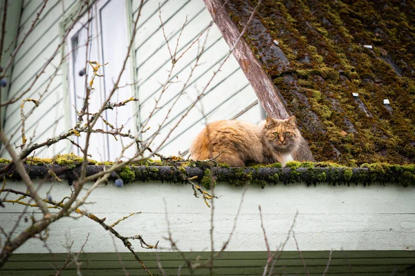 Katze mit langem rotem Fell sitzt auf dem Dach — Stockfoto
