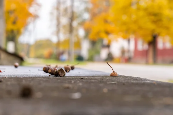 Nahaufnahme von Eicheln, die auf Asphalt liegen, gelbe Herbstbäume im Hintergrund. — Stockfoto