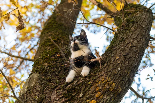 Junge verspielte Katze sitzt auf Eiche mit Herbstblättern — Stockfoto