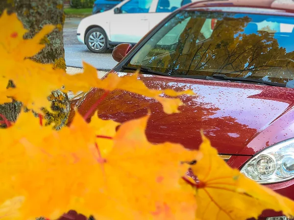 Herbst Hintergrund mit einem roten Auto und gelben Ahornblättern. eine helle Naturtapete. — Stockfoto