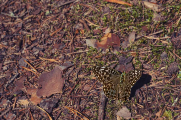 Papillon brun est assis sur le sol de la forêt, image tonique avec des ombres bleues, espace de copie — Photo