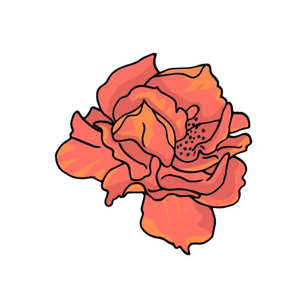 Flor rosa dibujada a mano. Elemento de diseño floral. Aislado sobre fondo blanco. Vector — Archivo Imágenes Vectoriales