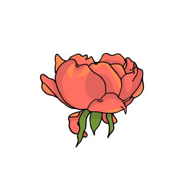 El çizimi gül çiçeği. Çiçek tasarım elementi. Beyaz arka planda izole edilmiş. Vektör
