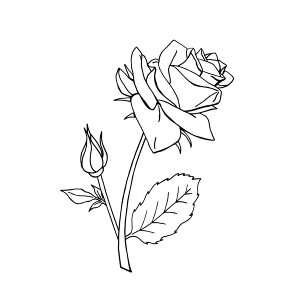Χειροποίητο Ασπρόμαυρο Τριαντάφυλλο Floral Στοιχείο Σχεδιασμού Απομονωμένο Λευκό Φόντο Εικονογράφηση — Διανυσματικό Αρχείο