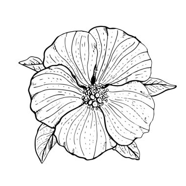El çizimi monokrom amber çiçeği klişesi. Çiçek tasarım elementi. Beyaz arka planda izole edilmiş. Vektör