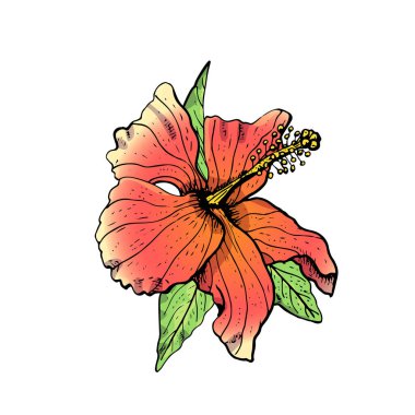 El çizimi kırmızı amber çiçeği tırnağı. Çiçek tasarım elementi. Beyaz arka planda izole edilmiş. Vektör illüstrasyonu.