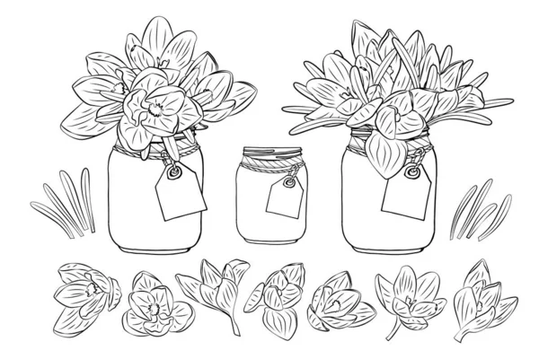 Handgezeichnete Krokusblüten Einmachglas Cliparts Monochromen Set Florales Design Element Vereinzelt — Stockvektor