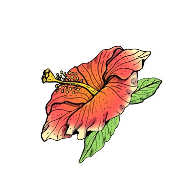 El çizimi kırmızı amber çiçeği tırnağı. Çiçek tasarım elementi. Beyaz arka planda izole edilmiş. Vektör illüstrasyonu.