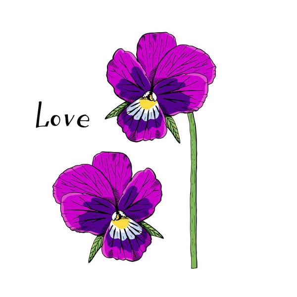 Mão Desenhado Pansy Clipart Flores Elemento Design Floral Isolado Fundo —  Vetores de Stock