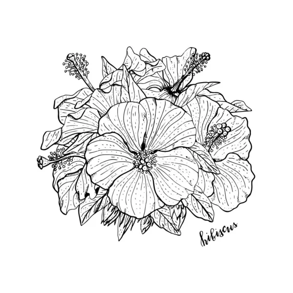 Arranjo de flores de hibisco monocromático desenhado à mão. Elemento de design floral. Isolado em fundo branco. Vetor —  Vetores de Stock