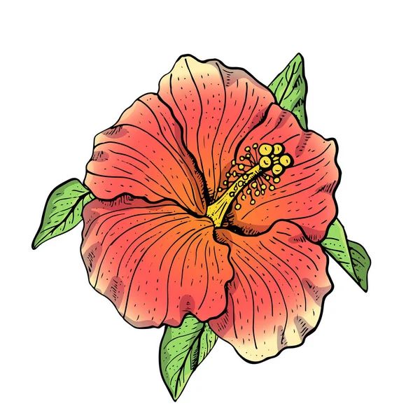 Handgezeichneter roter Hibiskusblütencliparts. Florales Design-Element. Vereinzelt auf weißem Hintergrund. Vektor — Stockvektor