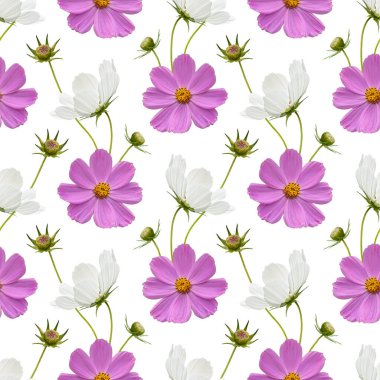 Renkli çiçek desenli pembe kozmos çiçekli kolaj beyaz arka planda. Stok illüstrasyonu.