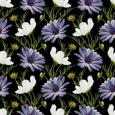 Beyaz kozmos ve siyah arka planda mavi papatya çiçeği kolajı olan renksiz çiçek deseni. Stok illüstrasyonu.