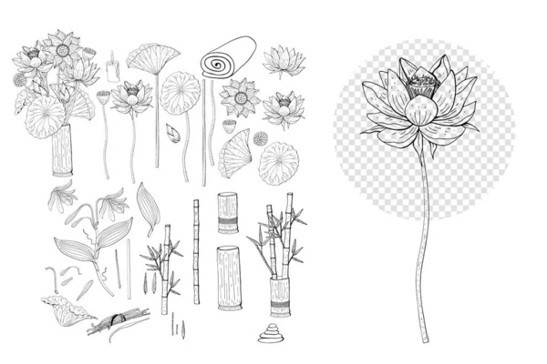 Ručně Kreslená Sbírka Lotosových Vanilkových Květů Kliparty Květinové Designové Prvky — Stockový vektor