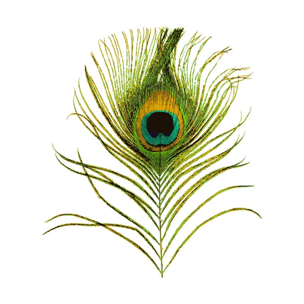 Peacock Φτερό Απομονώνονται Λευκό Φόντο Εικόνα Διανύσματος Αποθέματος — Διανυσματικό Αρχείο