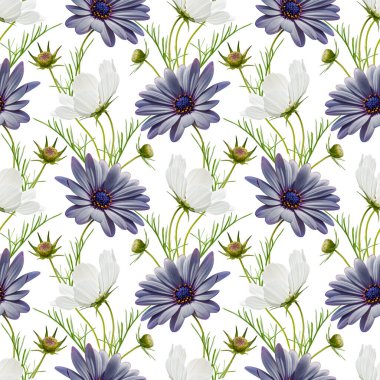 Beyaz kozmos ve beyaz arka planda mavi papatya çiçeği kolajı olan renksiz çiçek deseni. Stok illüstrasyonu.