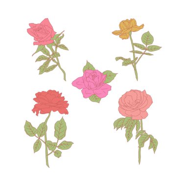 El çizimi sanat eseri pastel pembe ve mor gül çiçekleri beyaz arka planda izole edilmiş. Klasik romantik botanik vektör çizimleri paketi