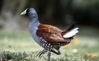 Yeşil gagalı tingua (Gallinula melanops bogotensis) sessizce, Bogota sulak alanların tipik kuş yürüyüş güzel örnek