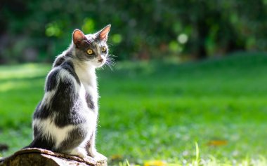 Yoğun sarı gözlerle bakarken şaşırtıcı gri ve beyaz kedi