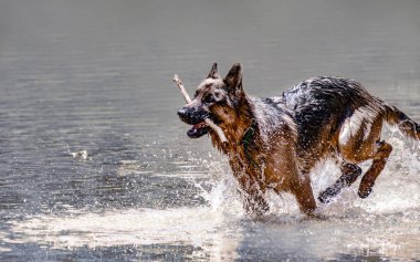 Bir Alman çoban köpeği için sopa gitmek oynarken enerji dolu güzel örnek nehir su üzerinde çalışır